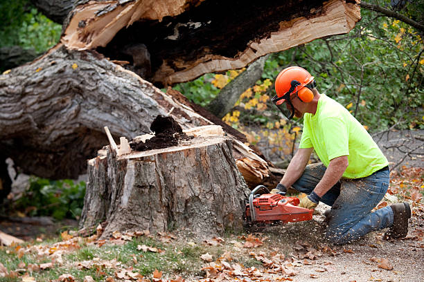 Trusted Mechanicsburg, OH  Tree Services Experts